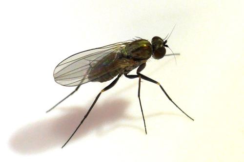 Medetera sp.